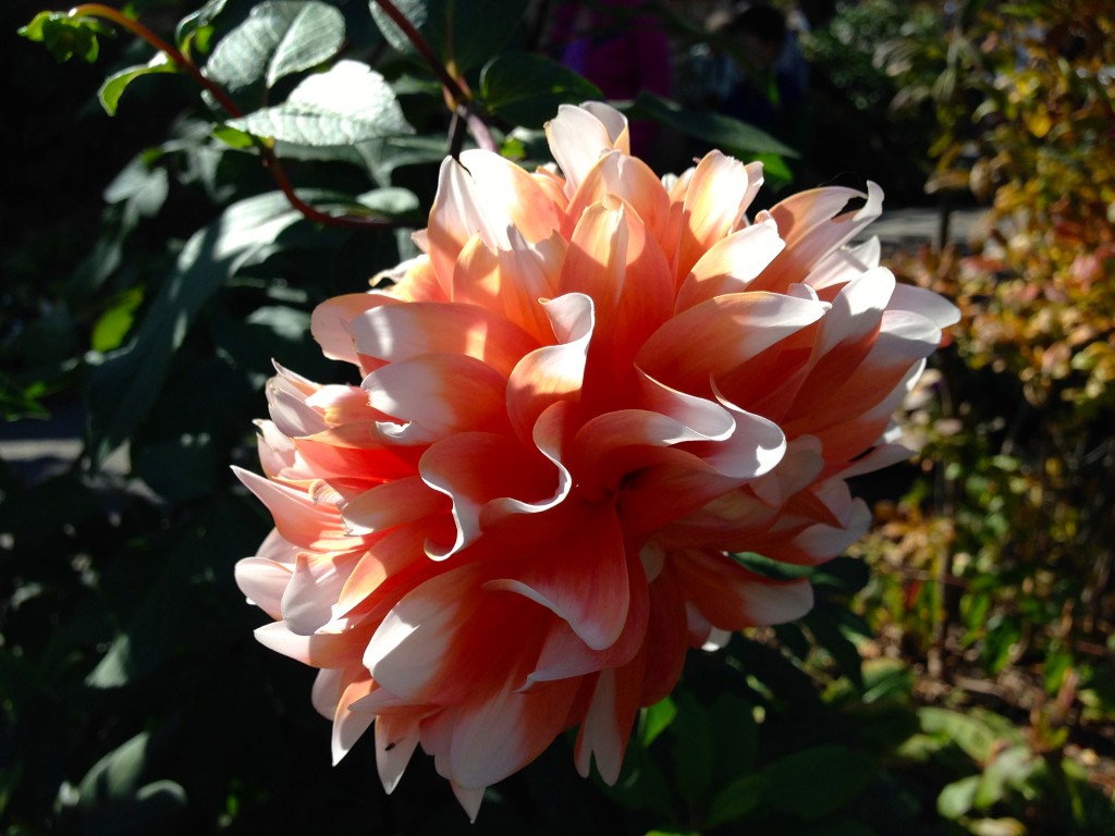 Dahlia on the Bridge of Flowers, Shelburne, MA