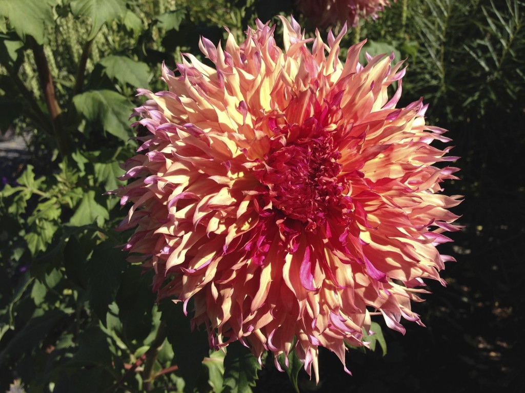 Bridge of Flowers at Shelburne Falls, MA