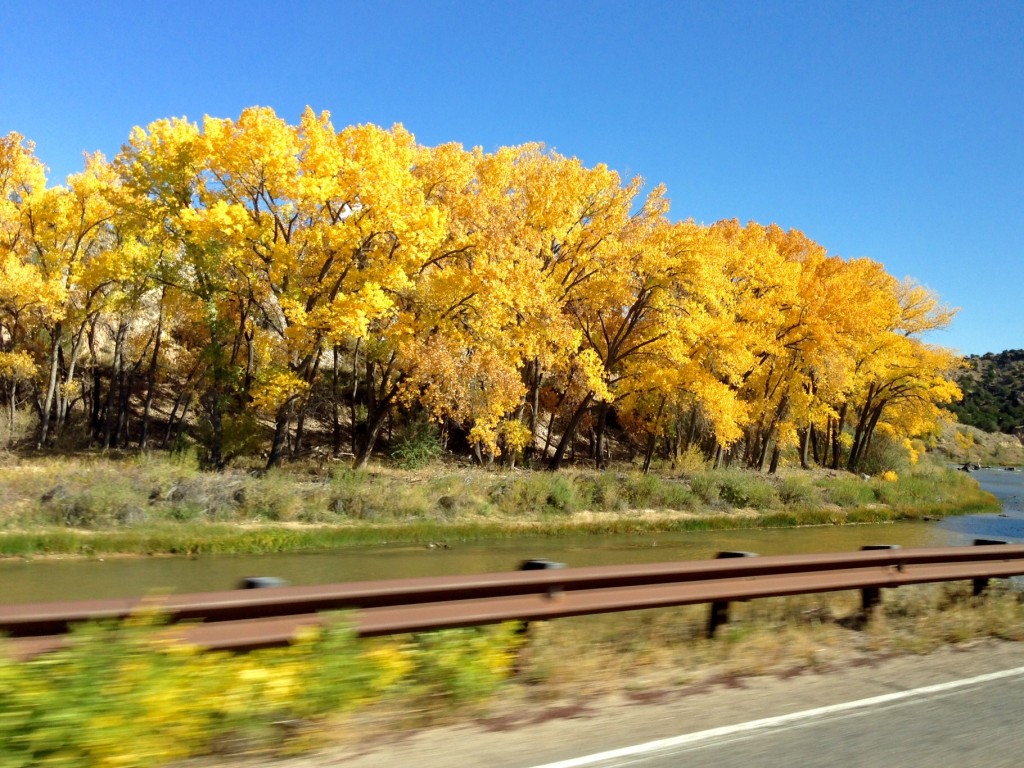 Cottonwood trees in New Mexico at their golden peak.