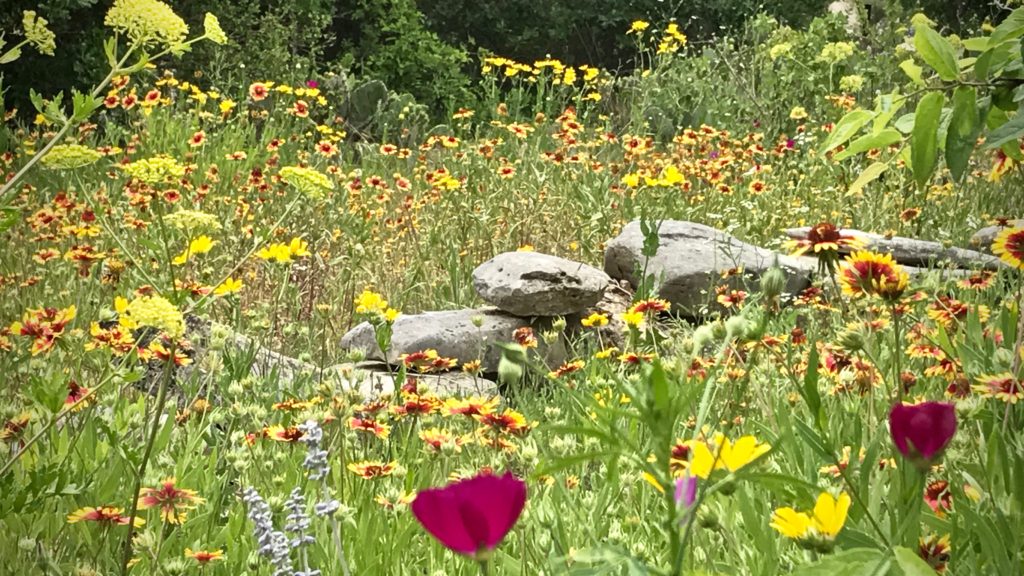 Texas hill country wildflowers!