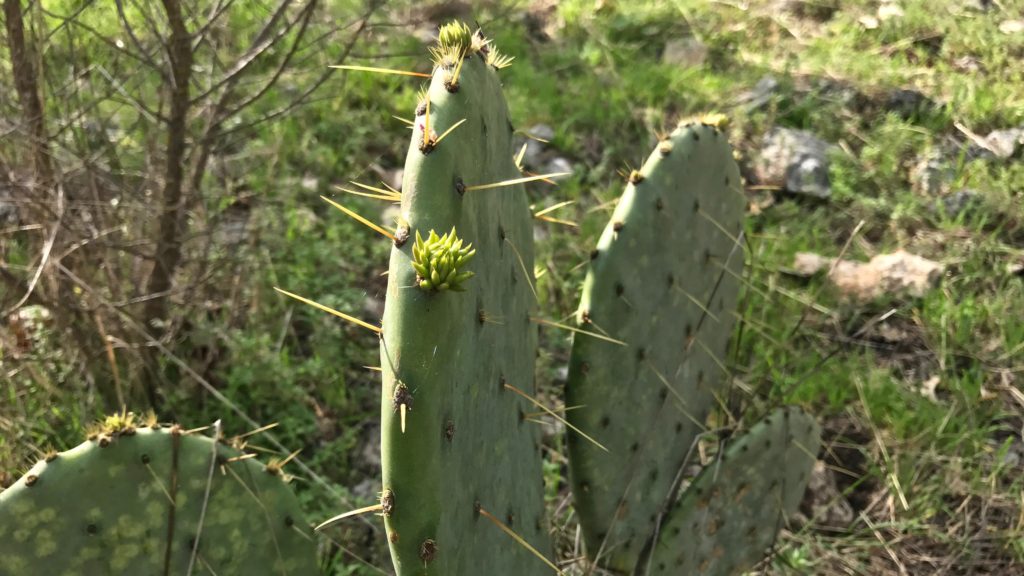 Prickly Pear Cactus in Texas hill country.