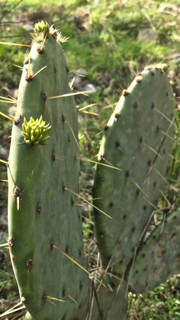 Prickly Pear Cactus in Texas hill country.