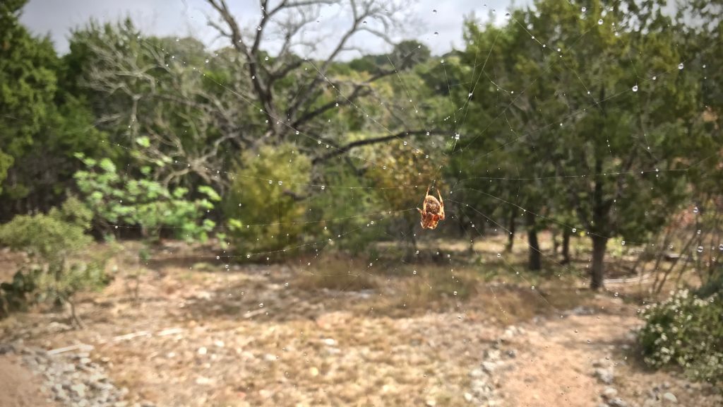 Napping spider on her almost invisible web.