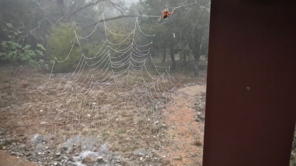 Spider's web in dew-rich foggy morning.