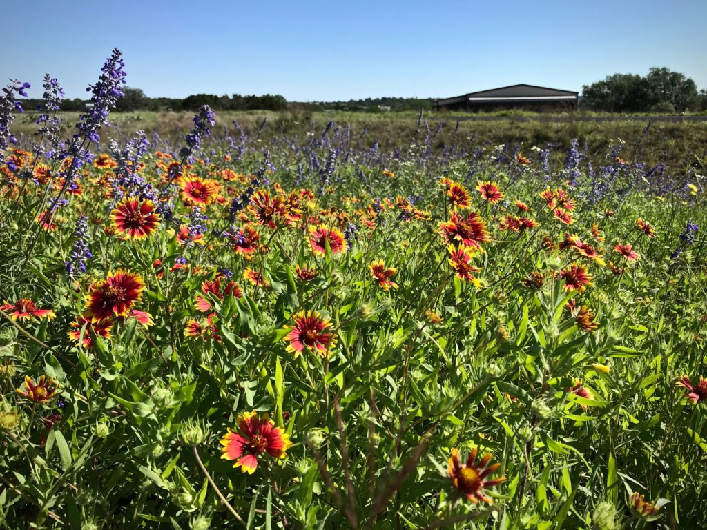 Indian Paintbrush in Texas hill country.