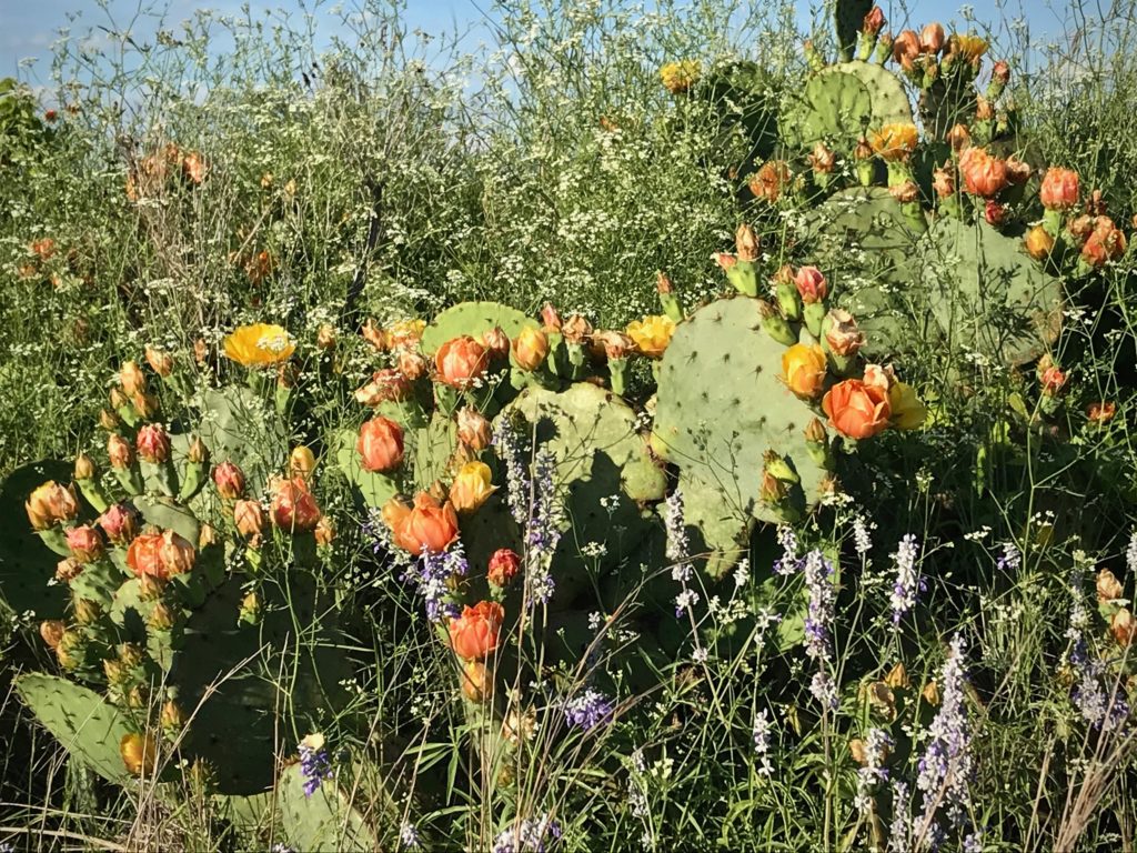 Prickly Pear Cactus in bloom in Texas hill country.