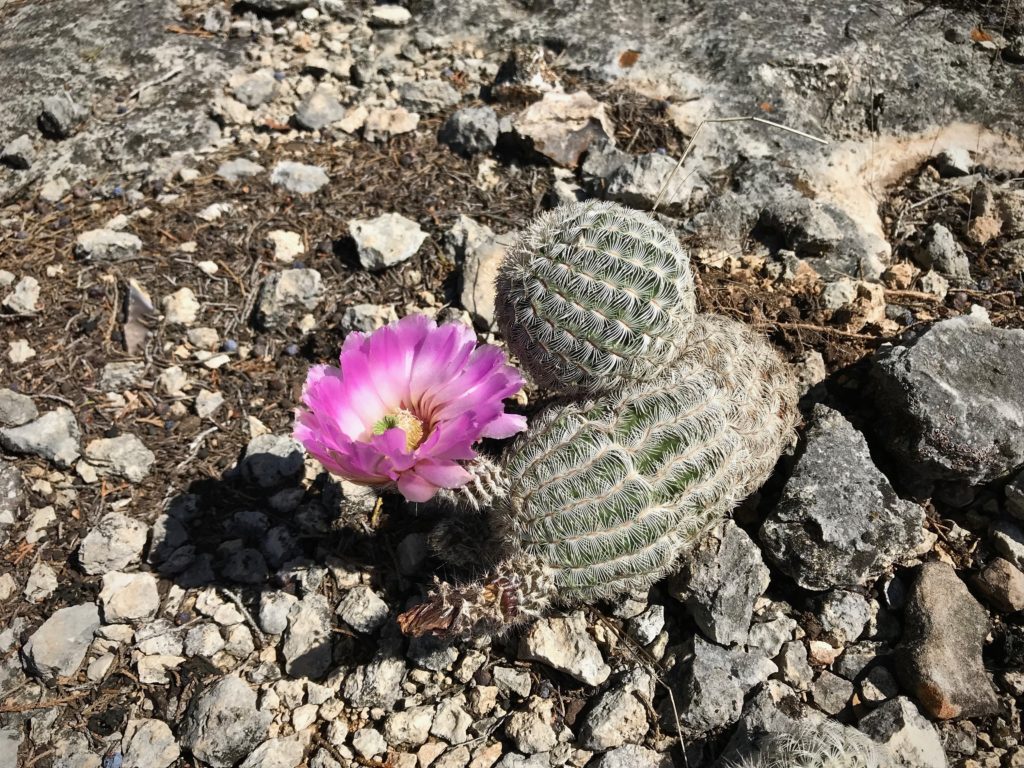 Barrel cactus in bloom in Texas hill country.