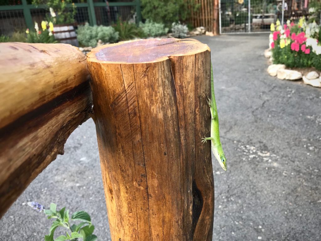 Bright green anole in Texas hill country.