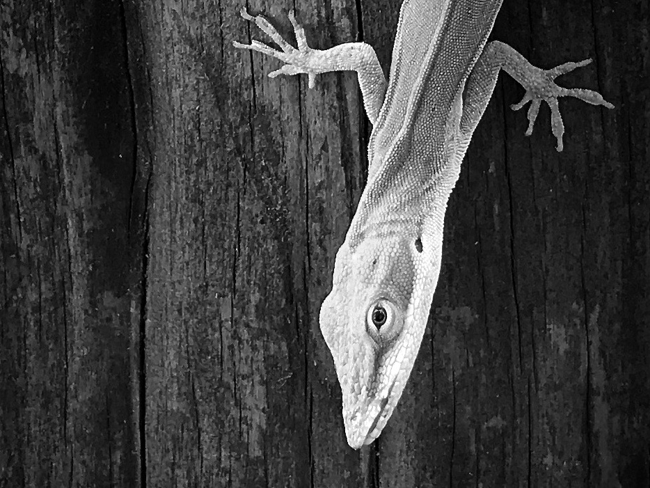 Lizard portrait in black and white for tapestry project.