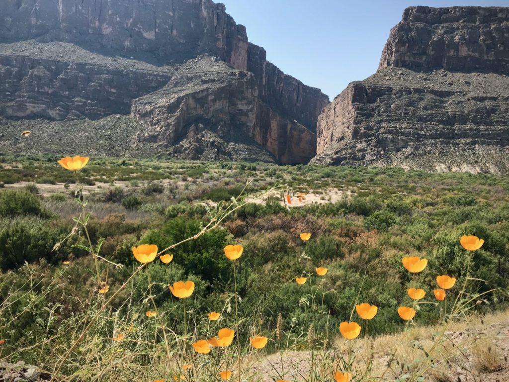 Santa Elena Canyon in Big Bend National Park, with poppies in the foreground.