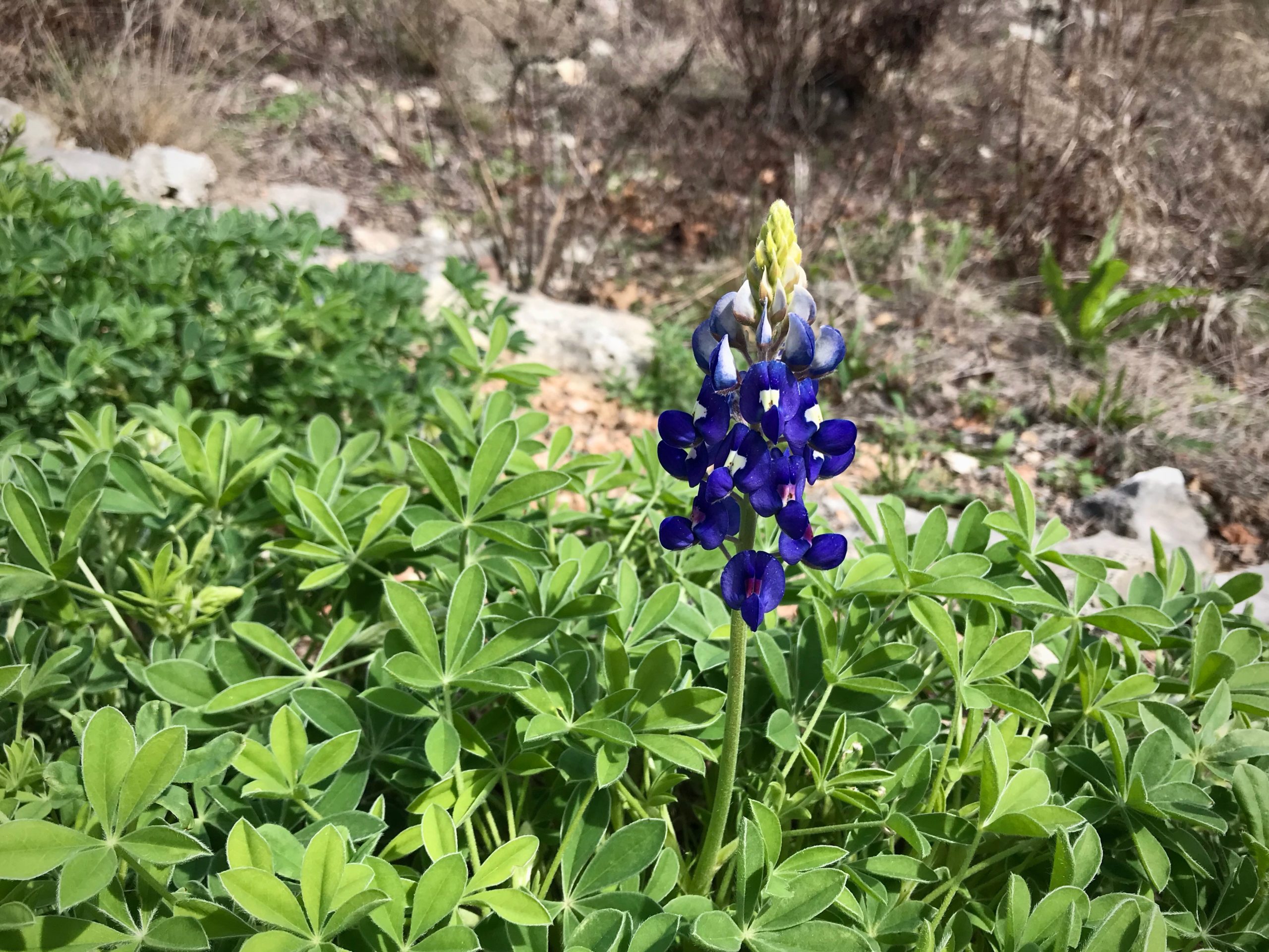 Texas hill country Bluebonnets!
